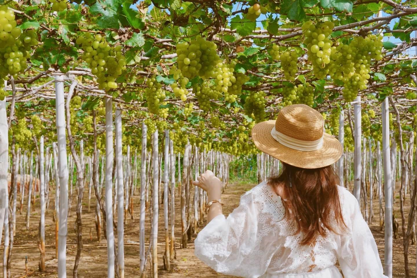 vuon-nho-ninh-thuan-02